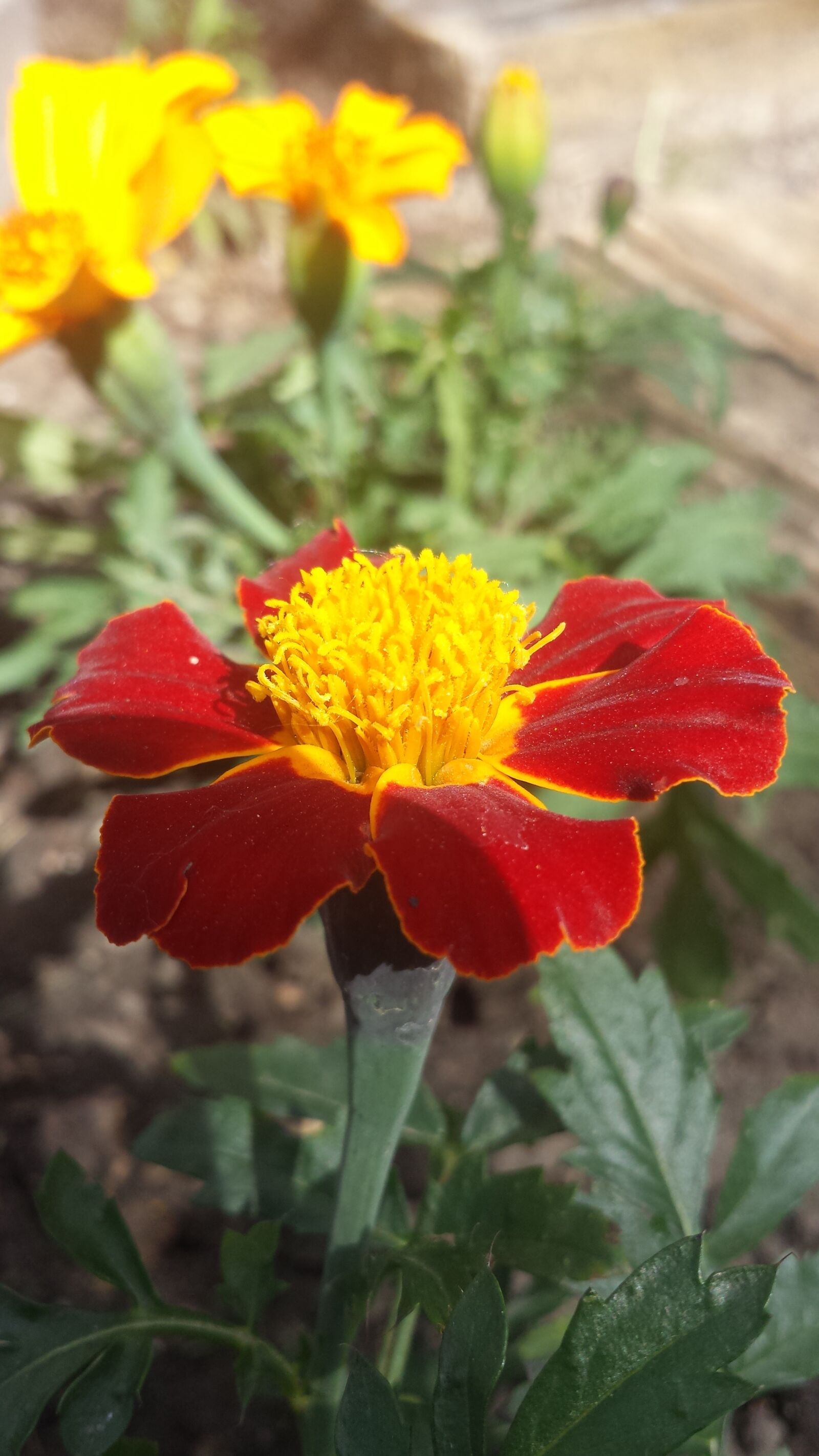 Samsung Galaxy S4 sample photo. Flower, sunlight, yellow photography