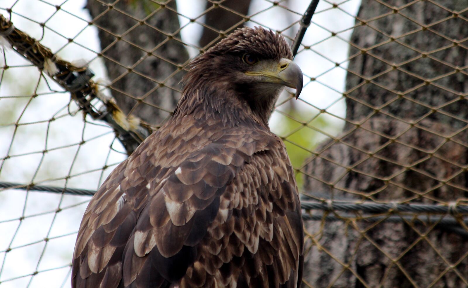 Canon EOS 650D (EOS Rebel T4i / EOS Kiss X6i) sample photo. White-tailed eagle, haliaeetus albicilla photography