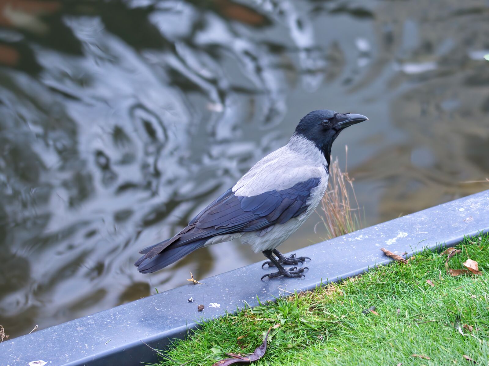 Nikon D5100 sample photo. Crow, bird, corvid photography