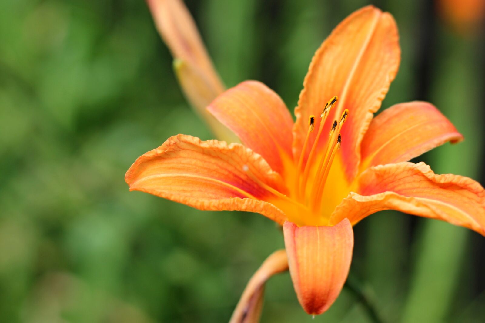 Canon EOS 1100D (EOS Rebel T3 / EOS Kiss X50) + Canon EF 50mm F1.8 II sample photo. Flower, orange, lily photography