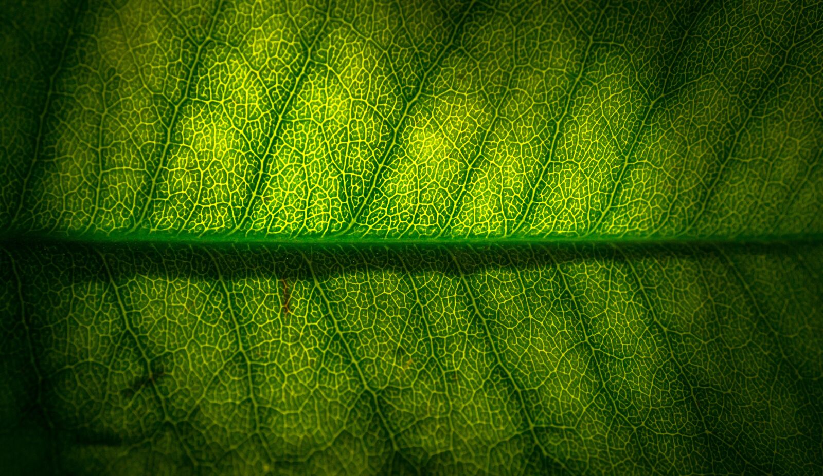 Sony Alpha NEX-5N + Sony E 30mm F3.5 Macro sample photo. Leaf, nature, green photography