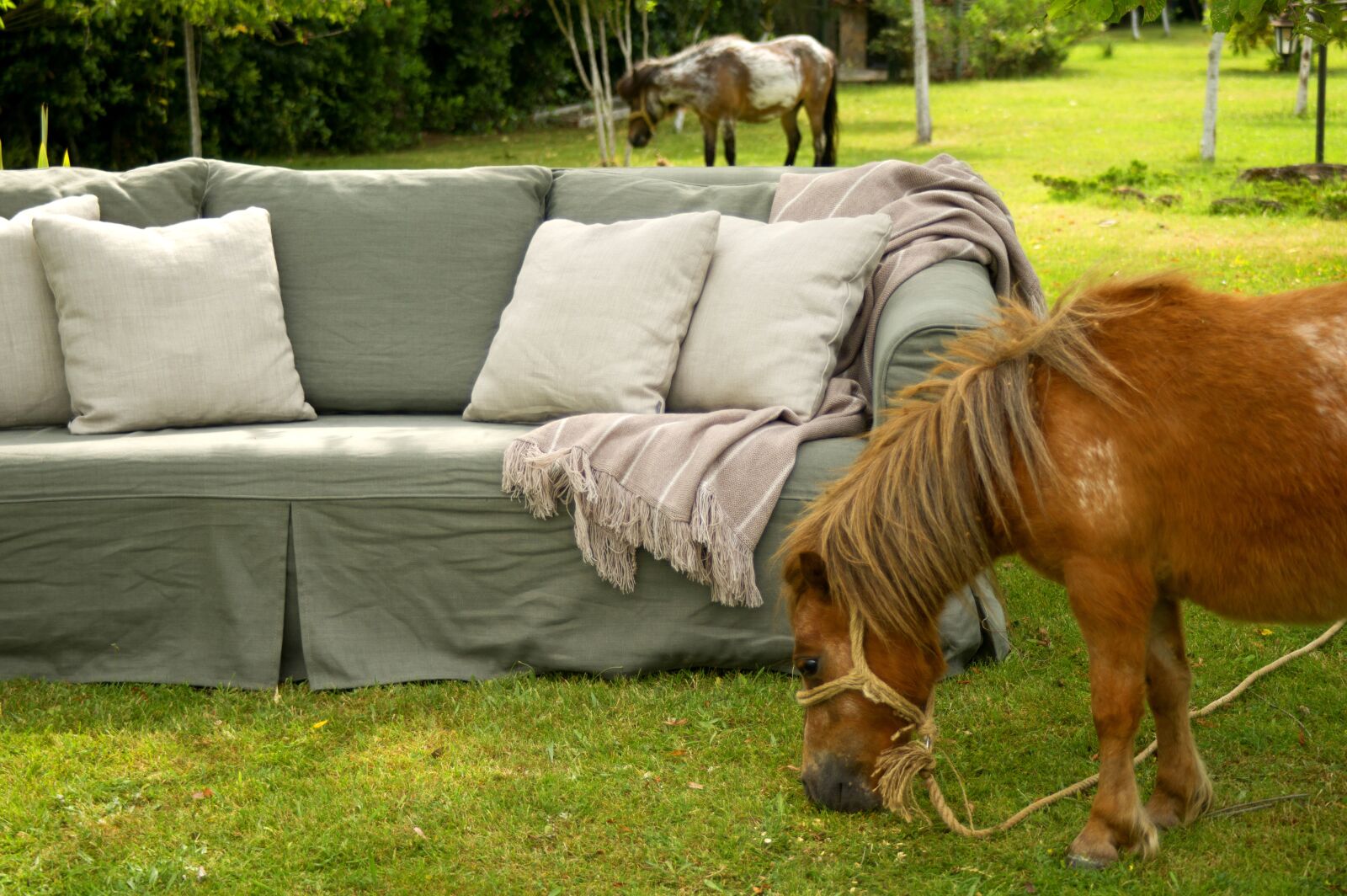 Sony Alpha DSLR-A850 sample photo. Month, armchair, garden photography