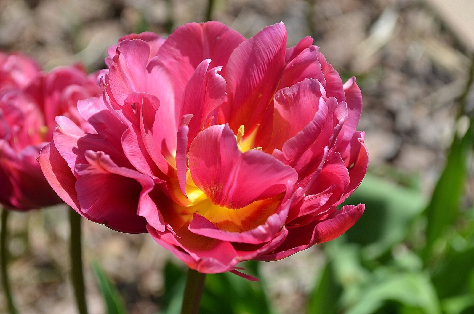 Nikon D5100 sample photo. Tulip, blossom, bloom photography