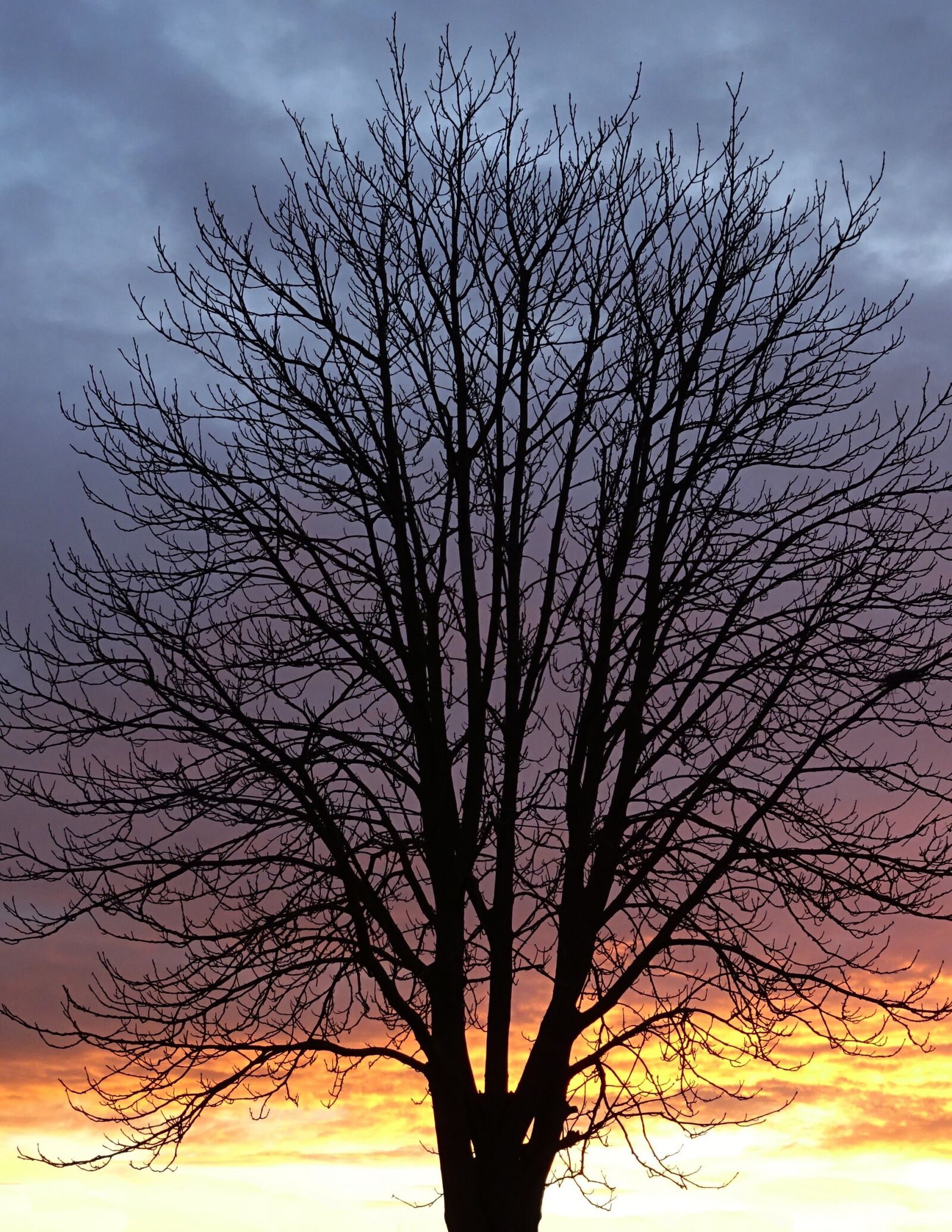 Sony DSC-HX60V sample photo. Tree, aesthetic, kahl photography