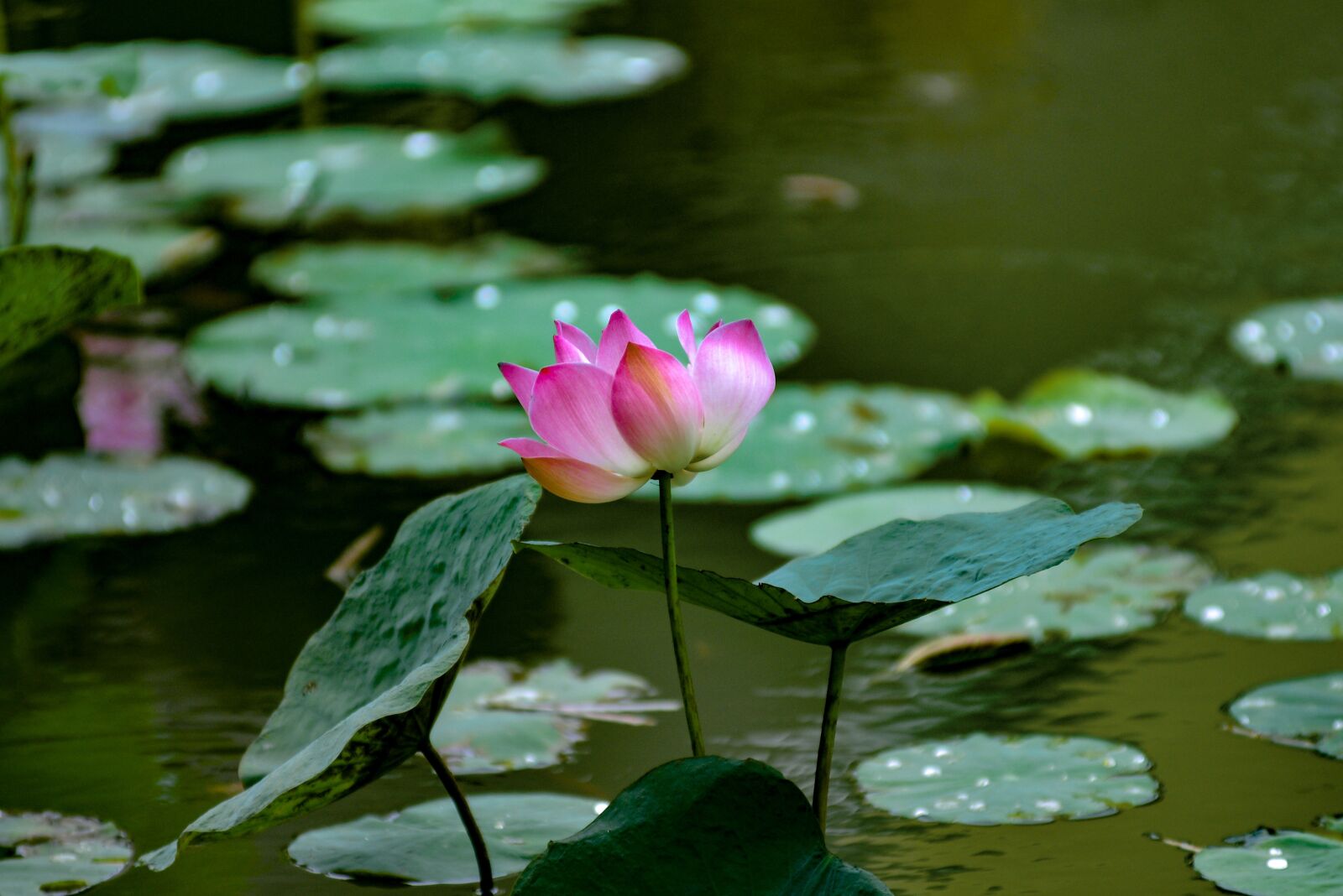 Nikon D600 sample photo. Lotus, flower, water photography