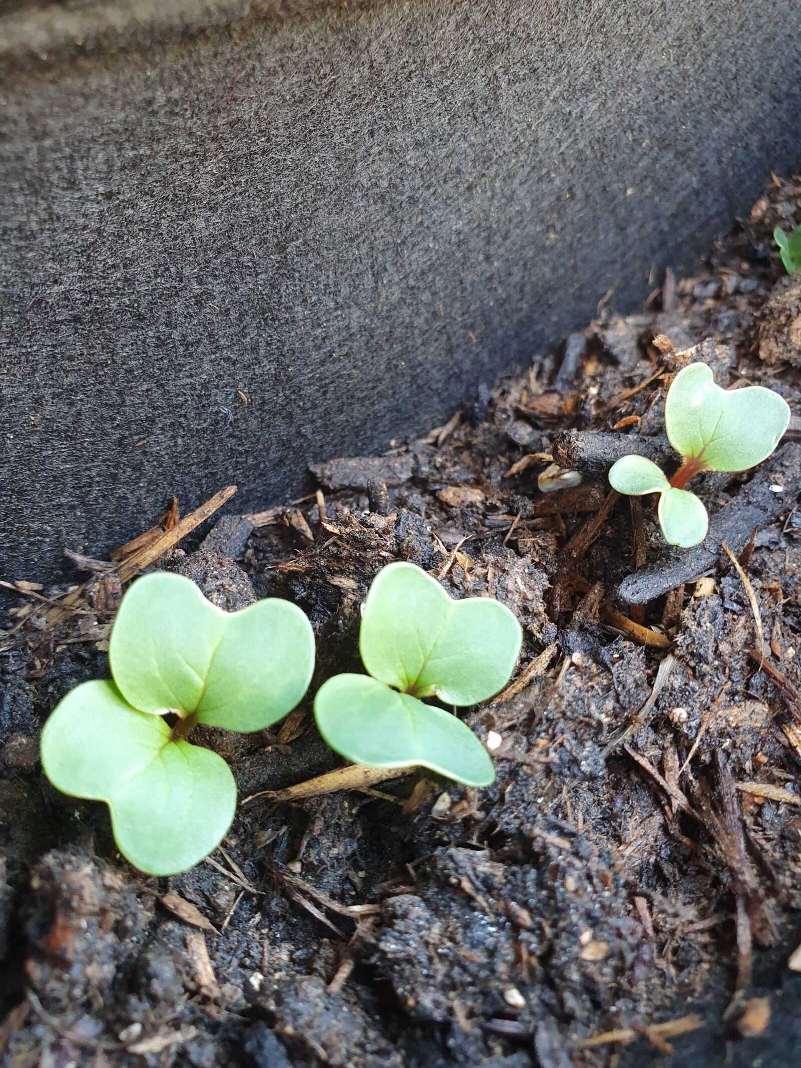 Samsung Galaxy S10 sample photo. Radish, sowing, drive photography