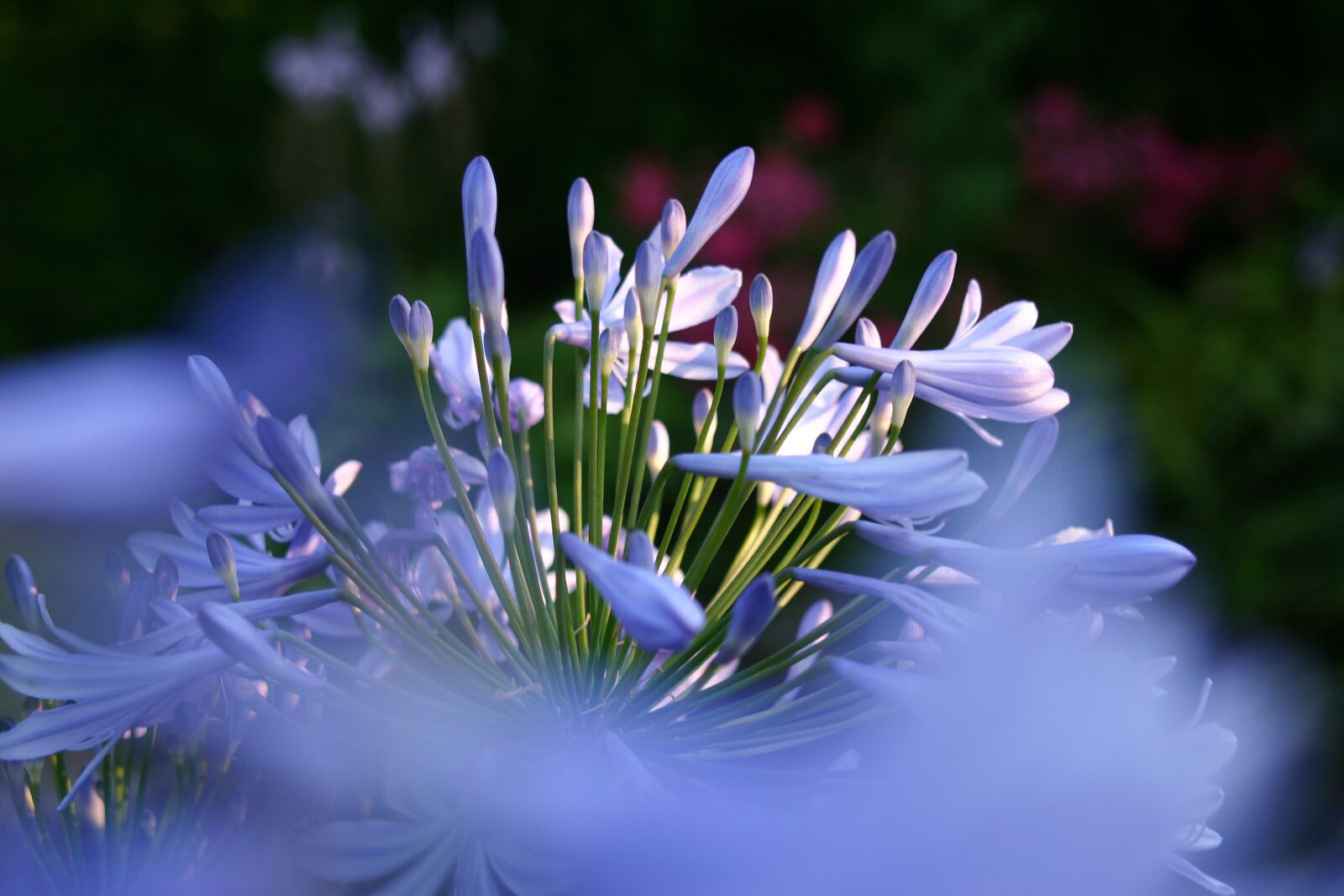 Canon EOS 300D (EOS Digital Rebel / EOS Kiss Digital) sample photo. Agapanthus, plant, flower photography