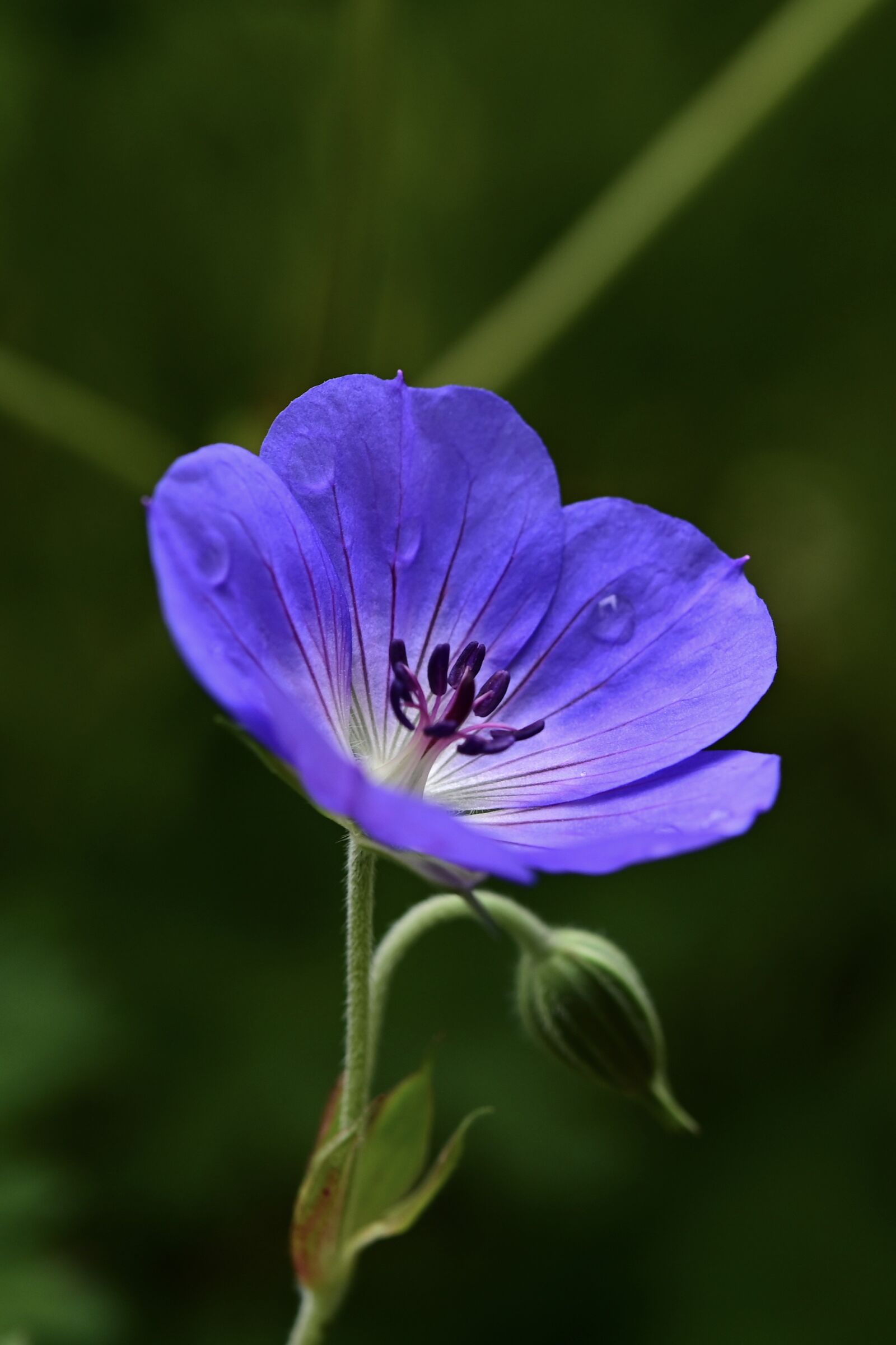Nikon Z6 sample photo. Cranesbill, geranium, flower photography
