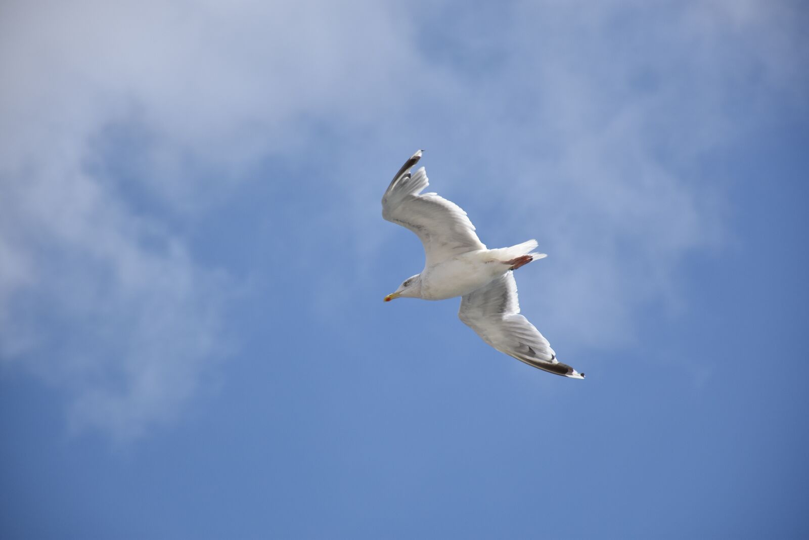 Nikon D7200 sample photo. Seagull, blue sky, bird photography