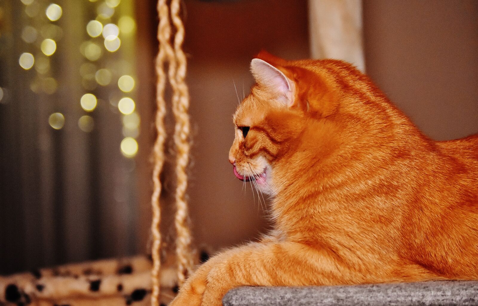 Nikon D7200 sample photo. Cat, red, funny photography