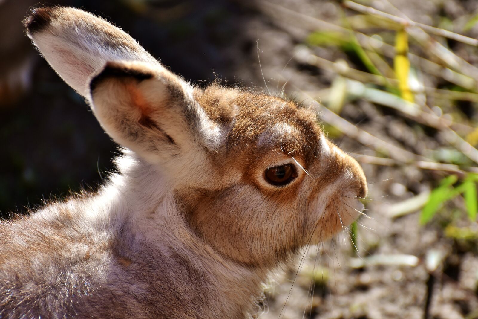 Nikon D7200 sample photo. Schneehase, cute, zoo photography