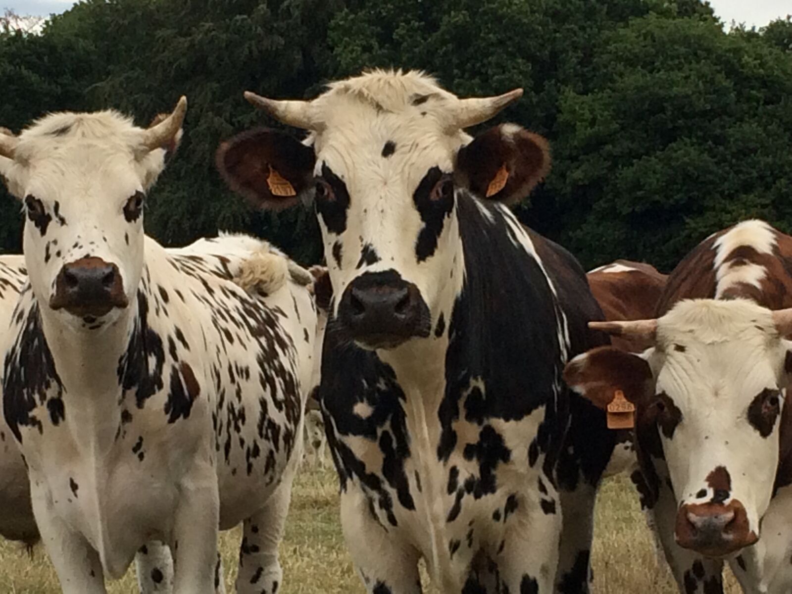 Apple iPhone 5s sample photo. Cow, normandy, cattle photography