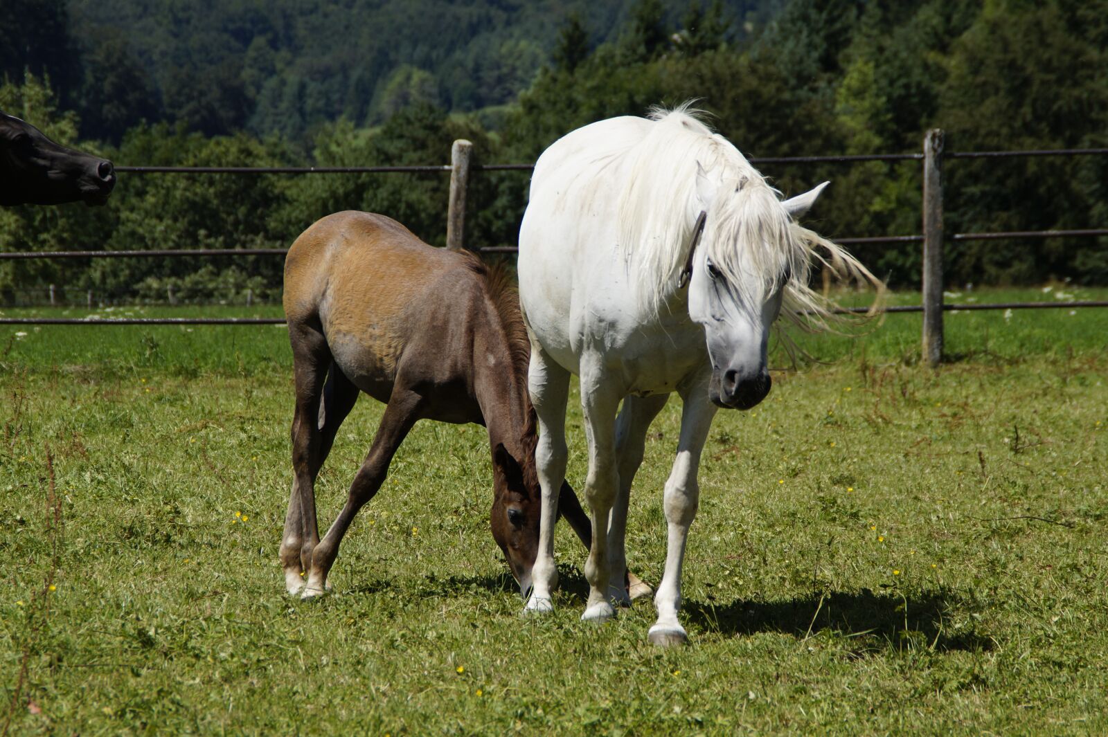 Sony SLT-A58 sample photo. Mares, foal, arabs photography