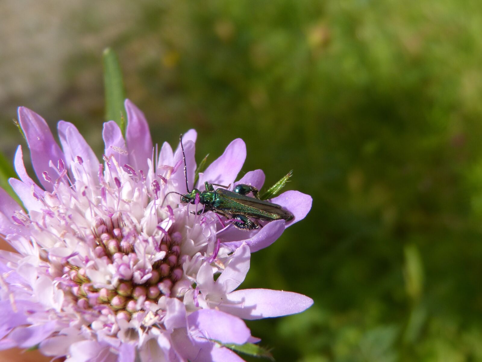 Panasonic DMC-FZ62 sample photo. Flower, scabiosa, green beetle photography