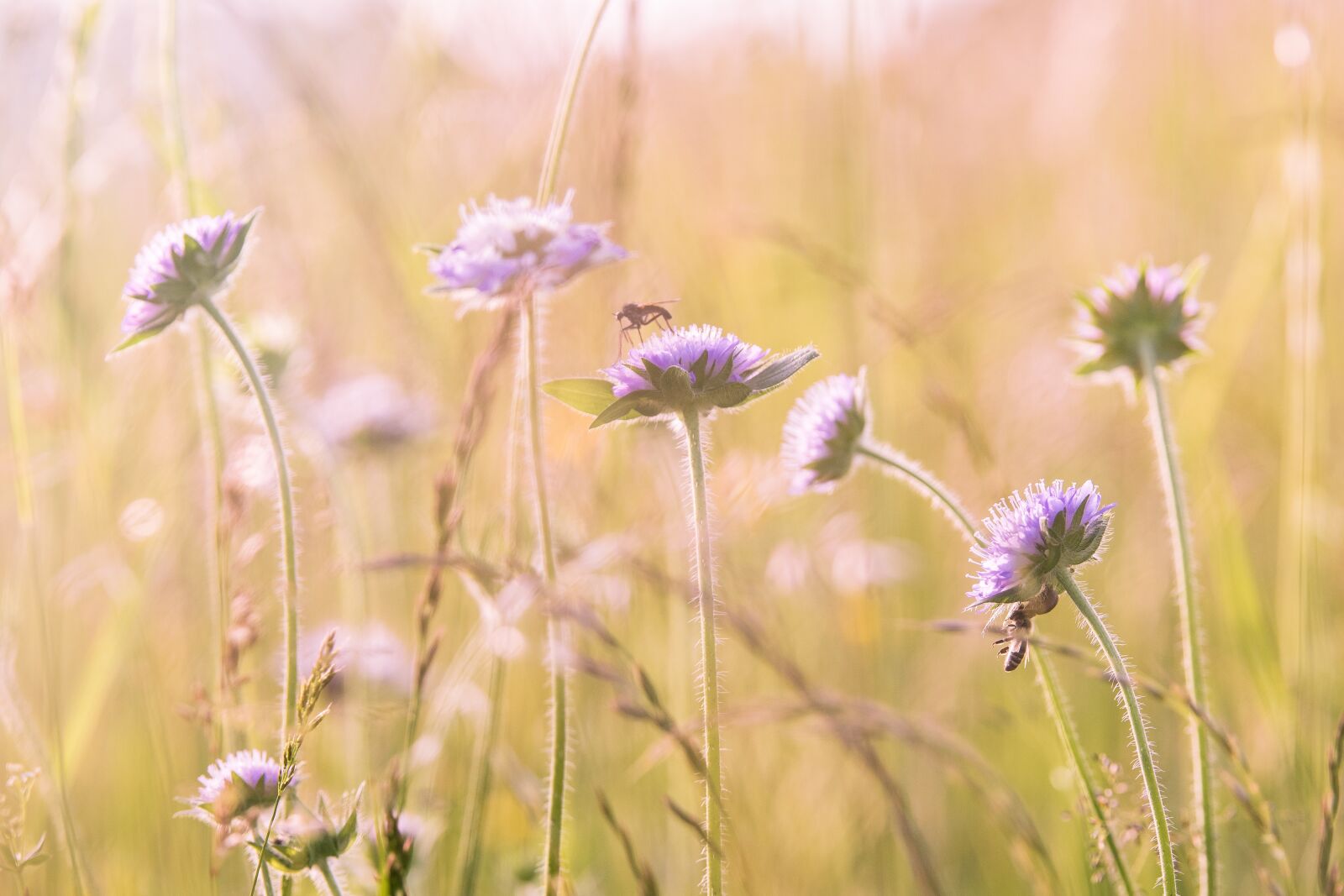 Nikon D5300 sample photo. Wildflowers, field flowers, summer photography