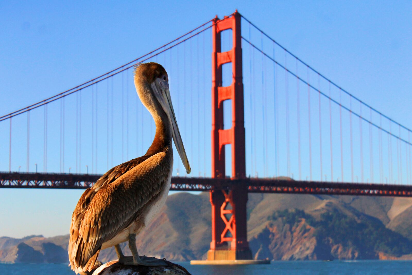 Canon EOS 1100D (EOS Rebel T3 / EOS Kiss X50) sample photo. Pelican, golden gate bridge photography