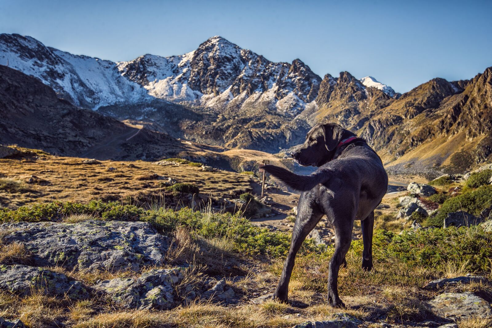 Nikon D610 sample photo. Dog, animal, mountain photography