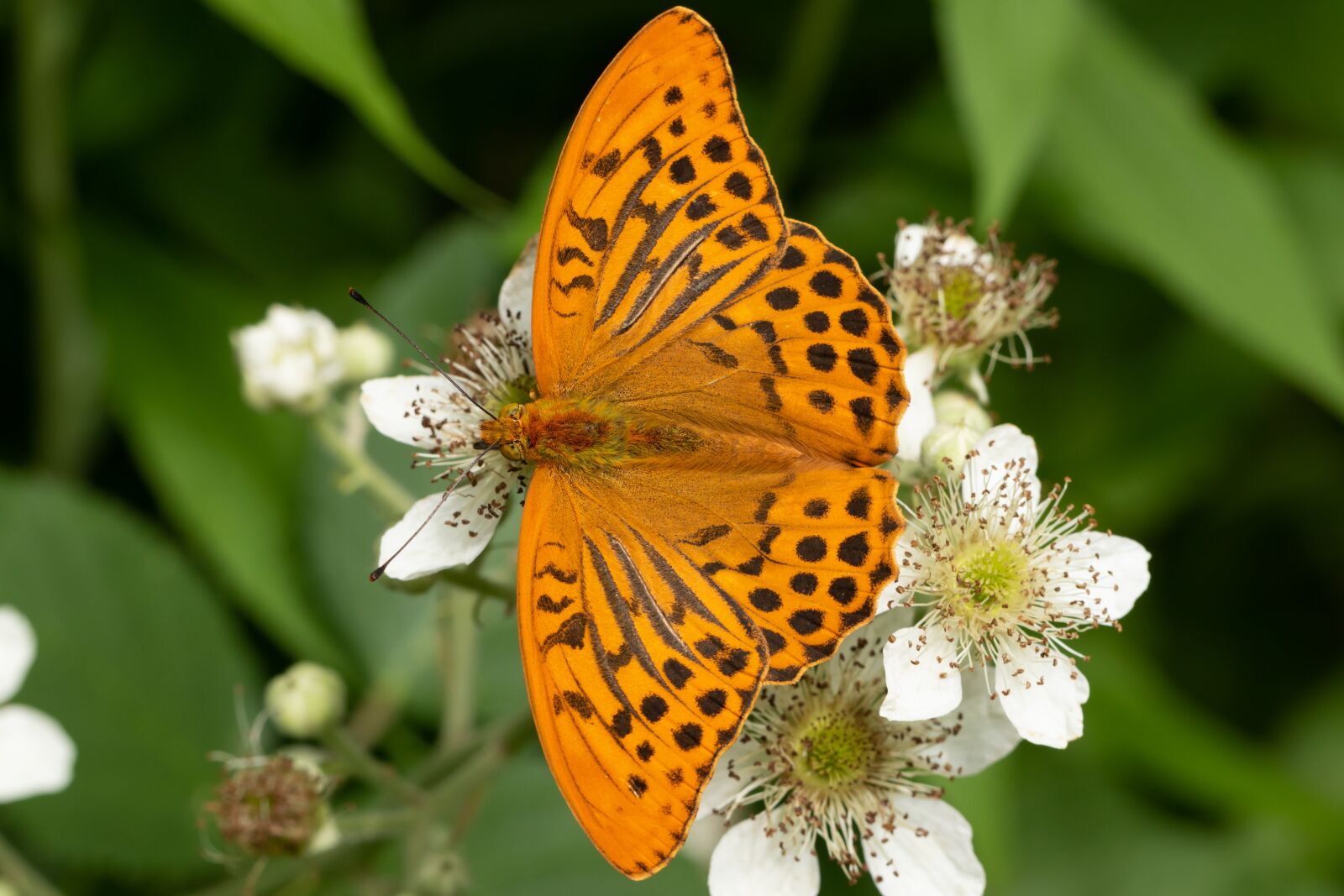Canon EOS 7D Mark II sample photo. Butterfly, edelfalter, blossom photography