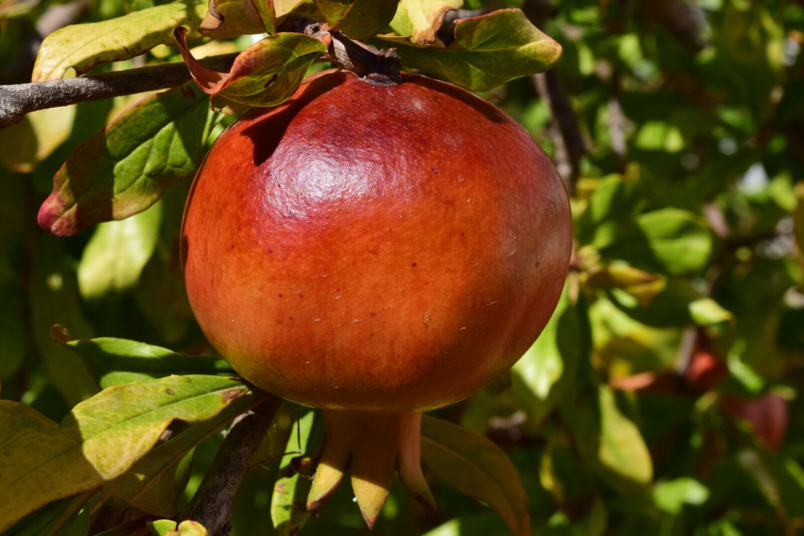 Nikon D3300 sample photo. Pomegranate, ripe, fruit photography