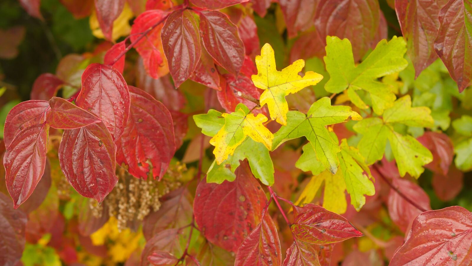 Panasonic Lumix DMC-GX8 sample photo. Sycamore, leaves, tree photography