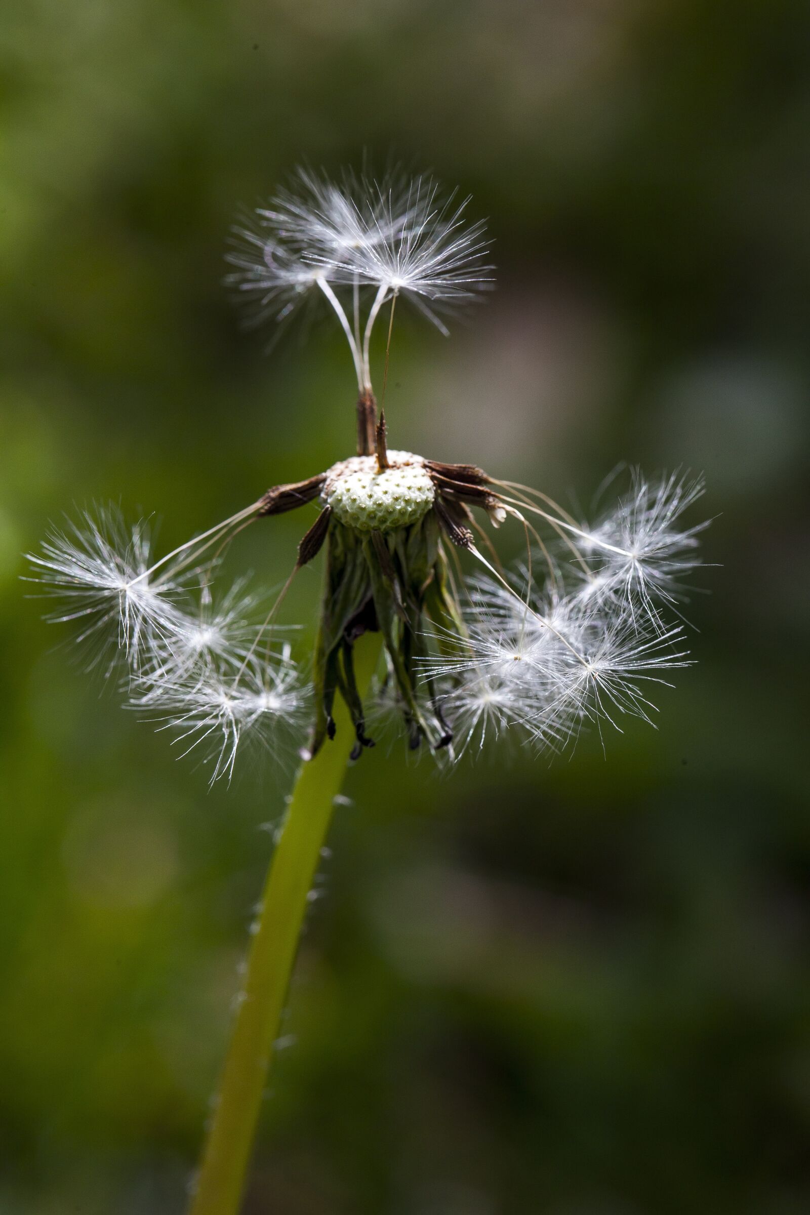 Canon EF 100mm F2.8L Macro IS USM sample photo. Taraxacum, dandelion, seeds photography