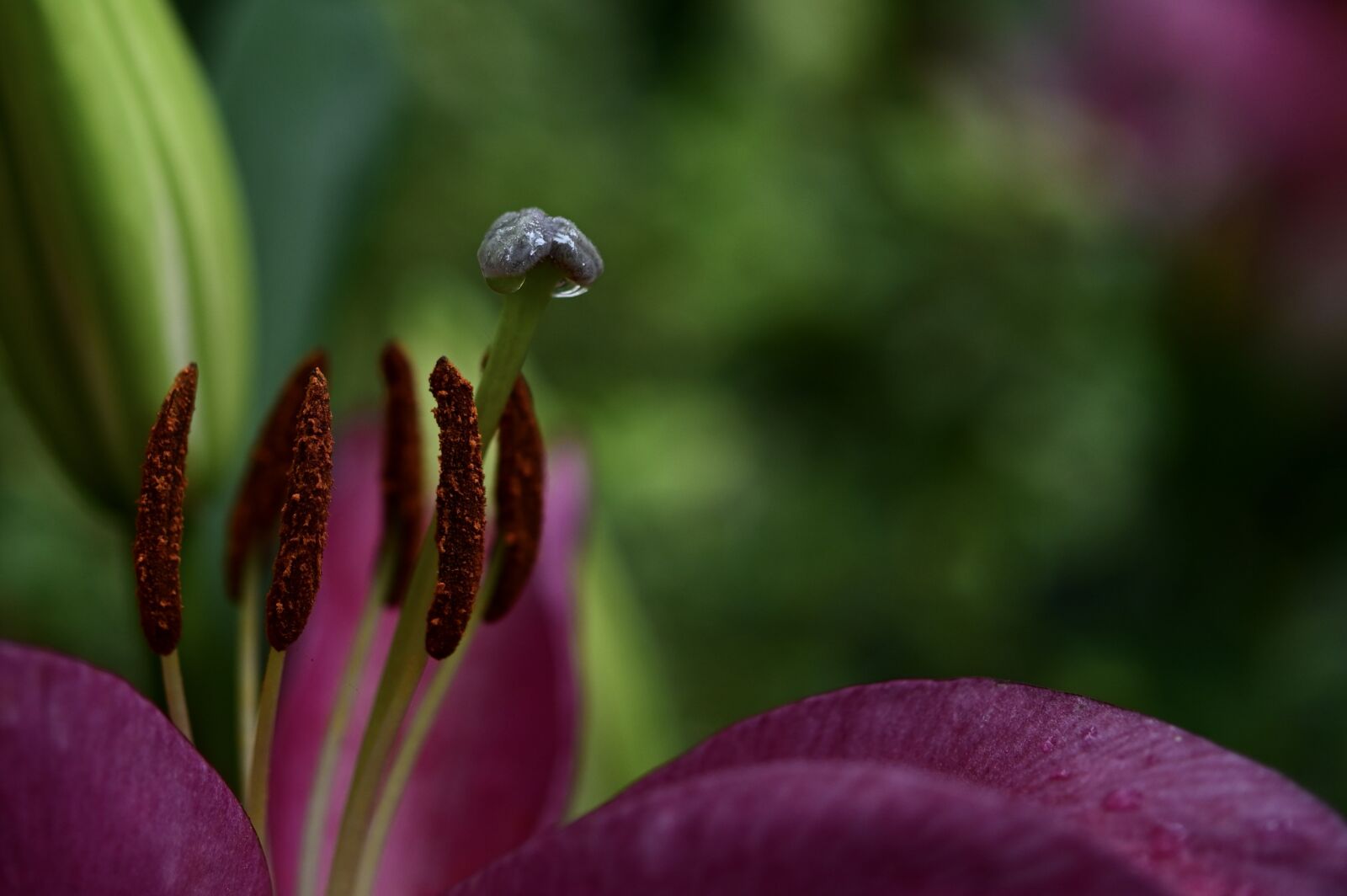 Nikon Z6 sample photo. Lily blossom, pollen, stamen photography