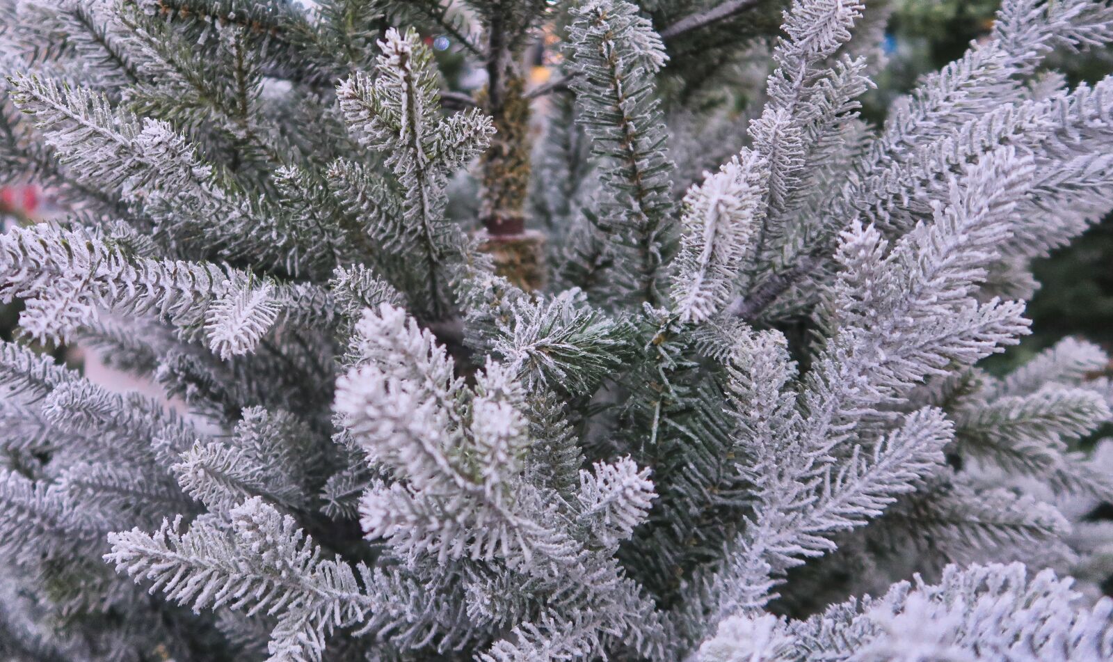 Canon PowerShot G7 X Mark II sample photo. Christmas tree, white christmas photography