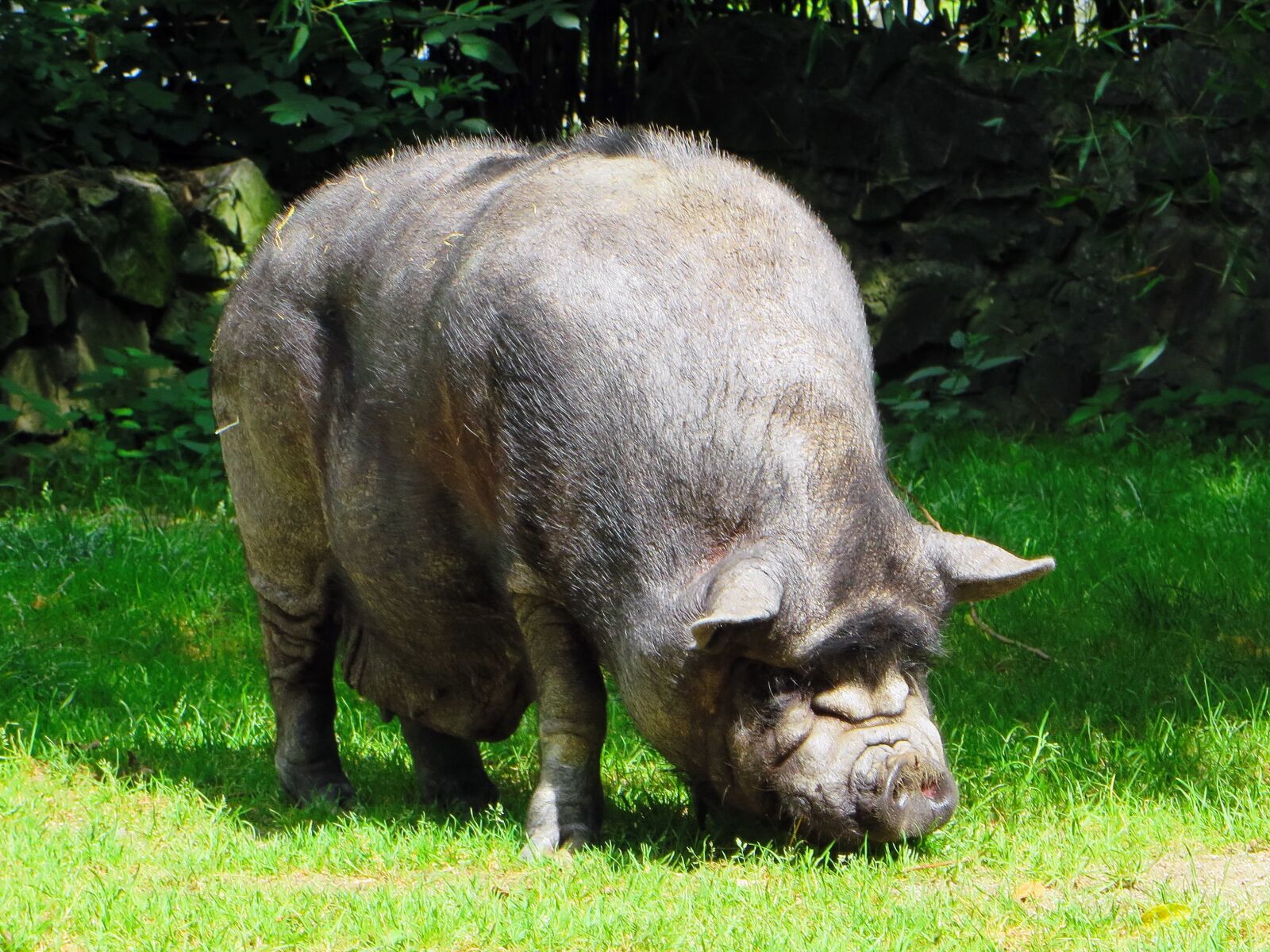 Canon PowerShot SX270 HS sample photo. Pig, vietnamese, boar photography