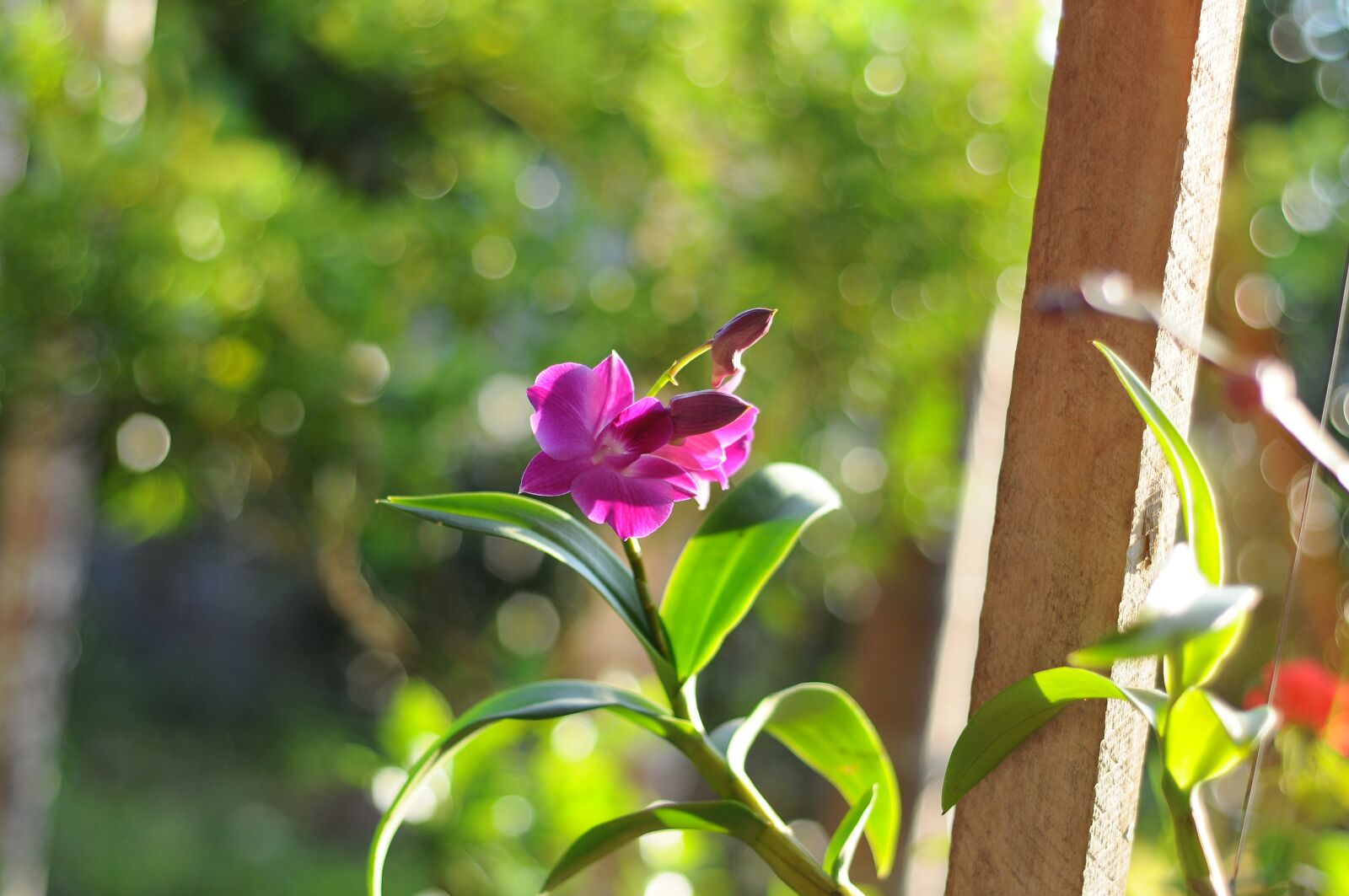 Nikon D90 sample photo. Flower, nice, blooming photography