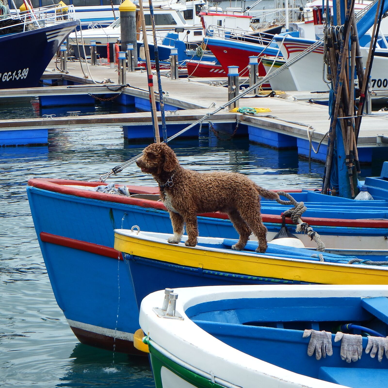 Fujifilm FinePix SL1000 sample photo. Dog, boat, boats photography