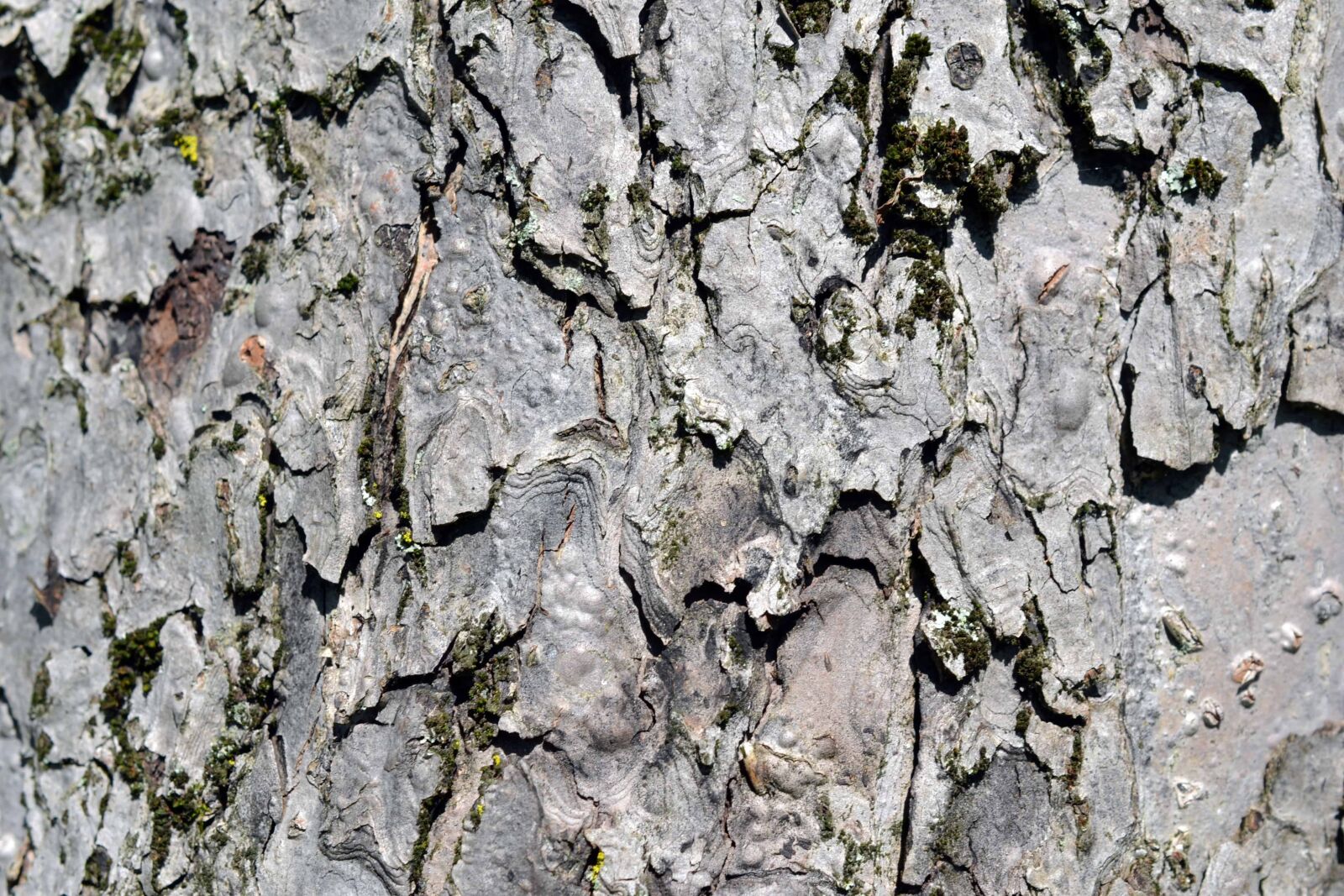 Nikon AF-S DX Micro Nikkor 40mm F2.8 sample photo. Texture, abstract, old, pattern photography