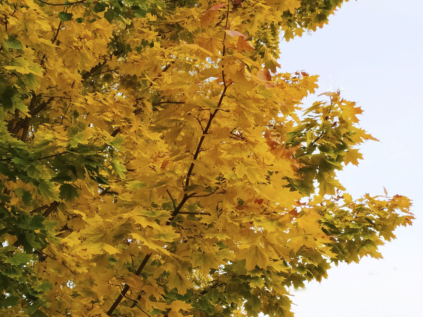 Xiaomi Redmi Note 8T sample photo. Russia, autumn, tree photography