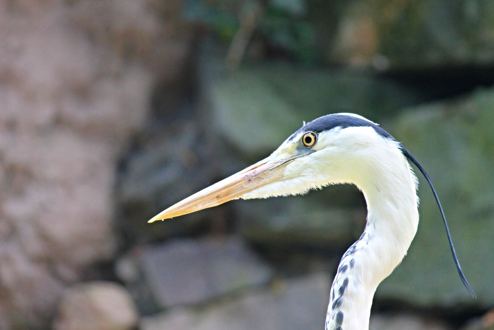 Canon EOS 1100D (EOS Rebel T3 / EOS Kiss X50) sample photo. Grey heron, heron, bird photography