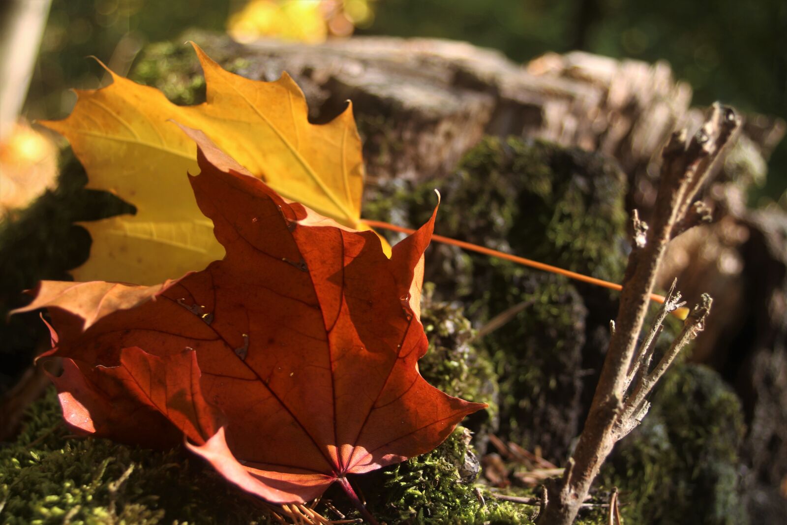 Canon EOS 80D sample photo. Foliage, autumn, in the photography
