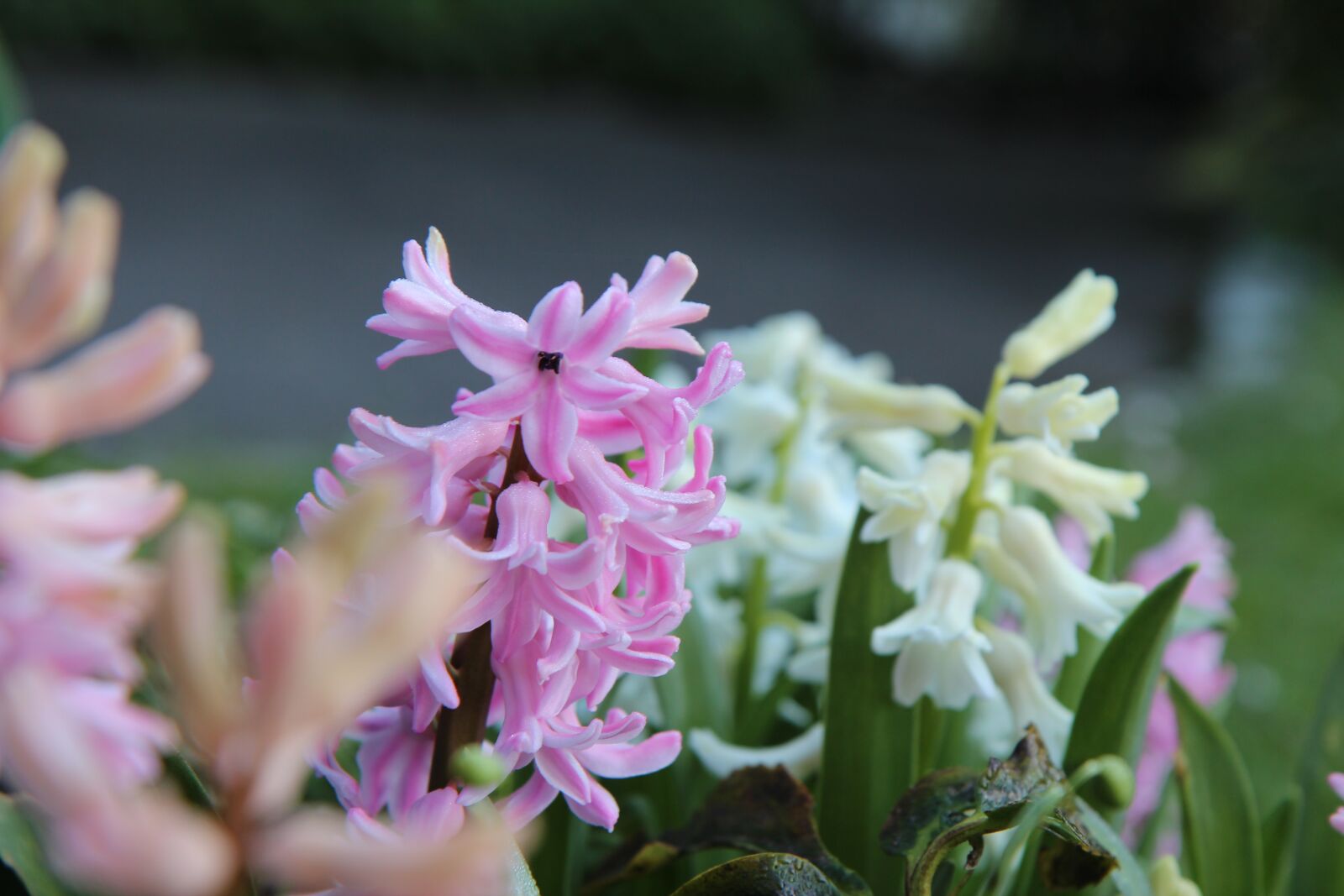 Canon EOS 600D (Rebel EOS T3i / EOS Kiss X5) sample photo. Hyacinth, wild hyacinth, spring photography