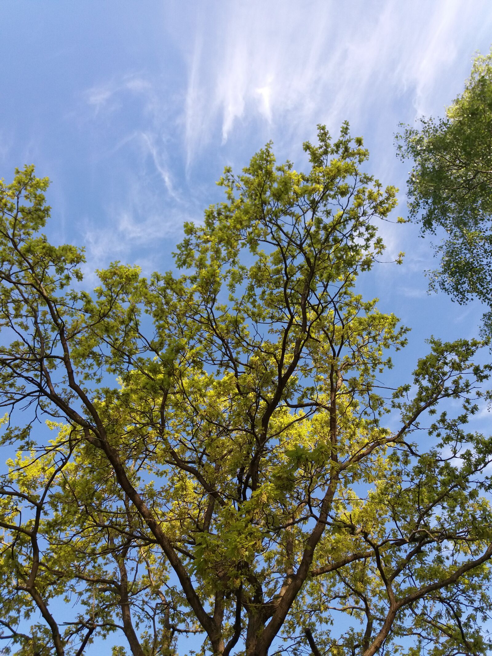Samsung Galaxy J5(2016) sample photo. Leaves, sky tree, trees photography