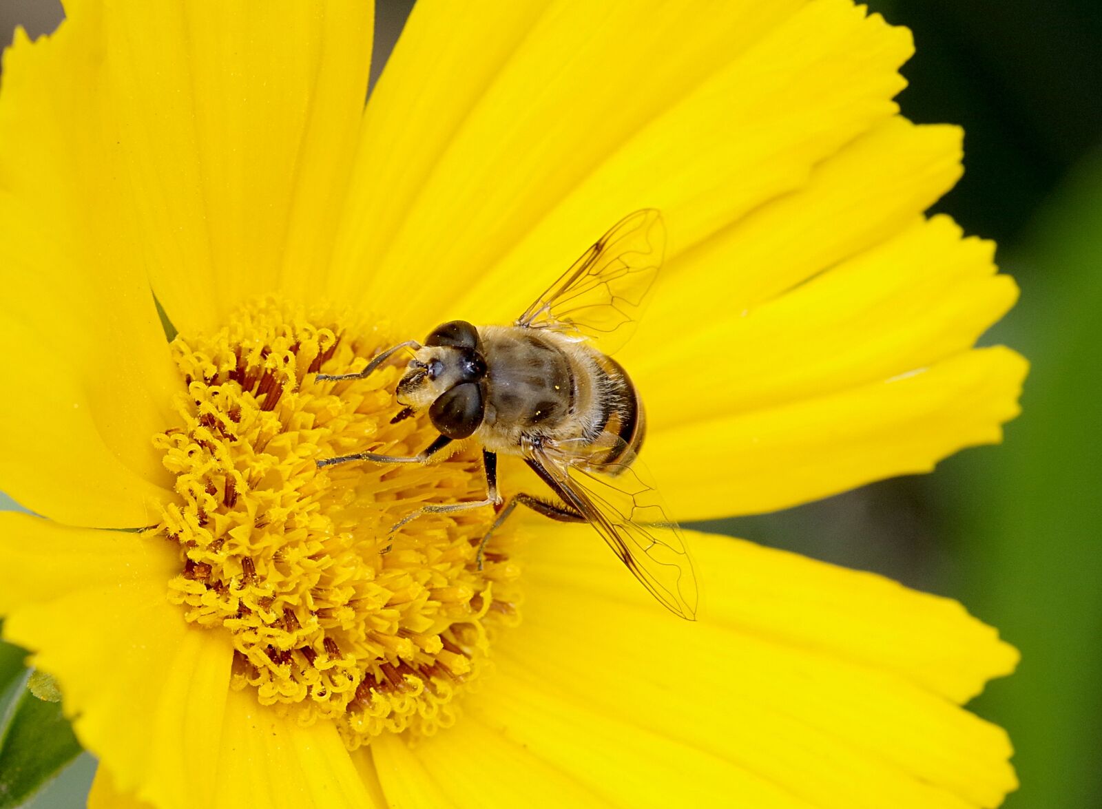 Pentax K-S2 sample photo. Mucha, camouflage, bee photography