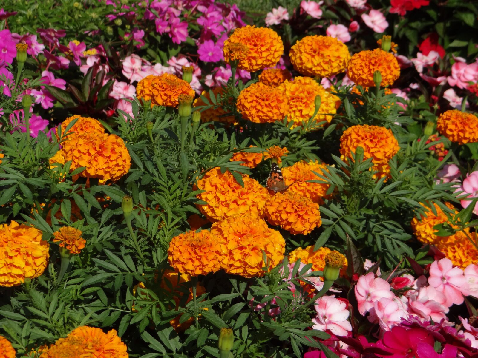 Sony DSC-HX200V sample photo. Garden, nature, flower photography