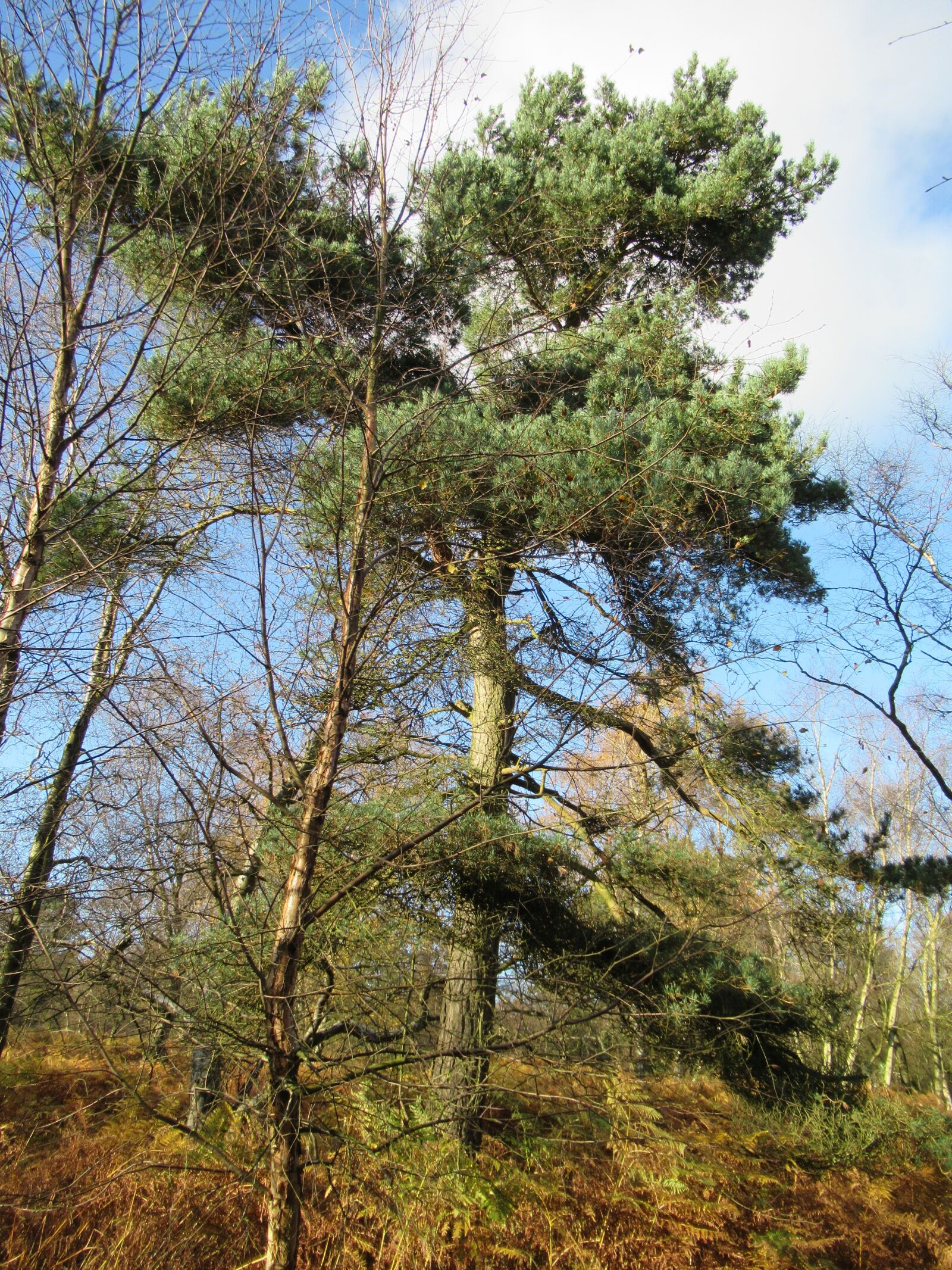 Canon PowerShot SX620 HS sample photo. Ancient, woodland, forest photography