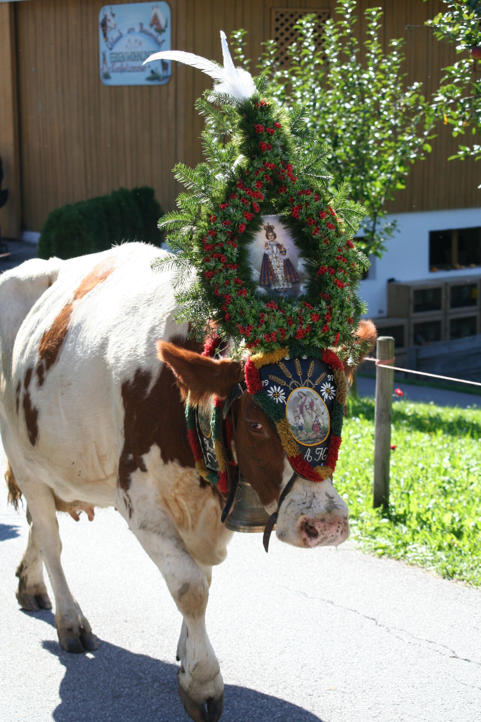 Canon EOS 350D (EOS Digital Rebel XT / EOS Kiss Digital N) sample photo. Cow, beef, almabtrieb photography