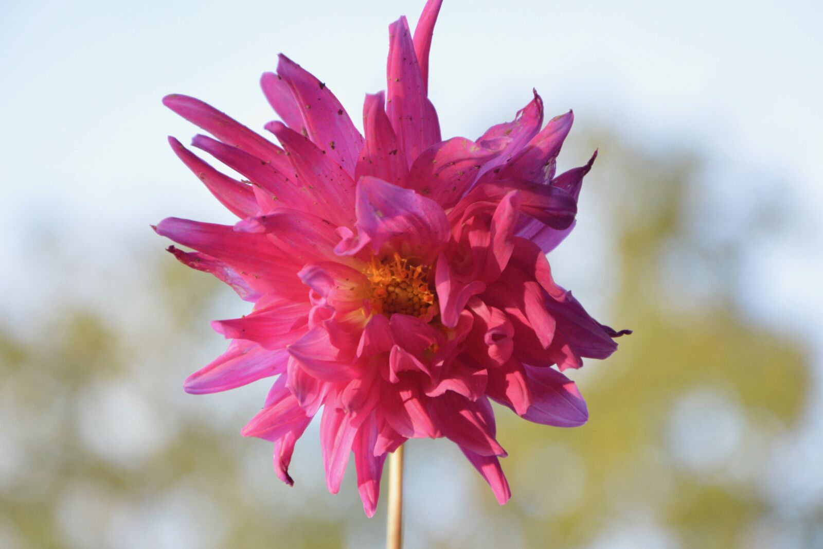 Nikon D5200 sample photo. Flower, flowers, flowering plant photography