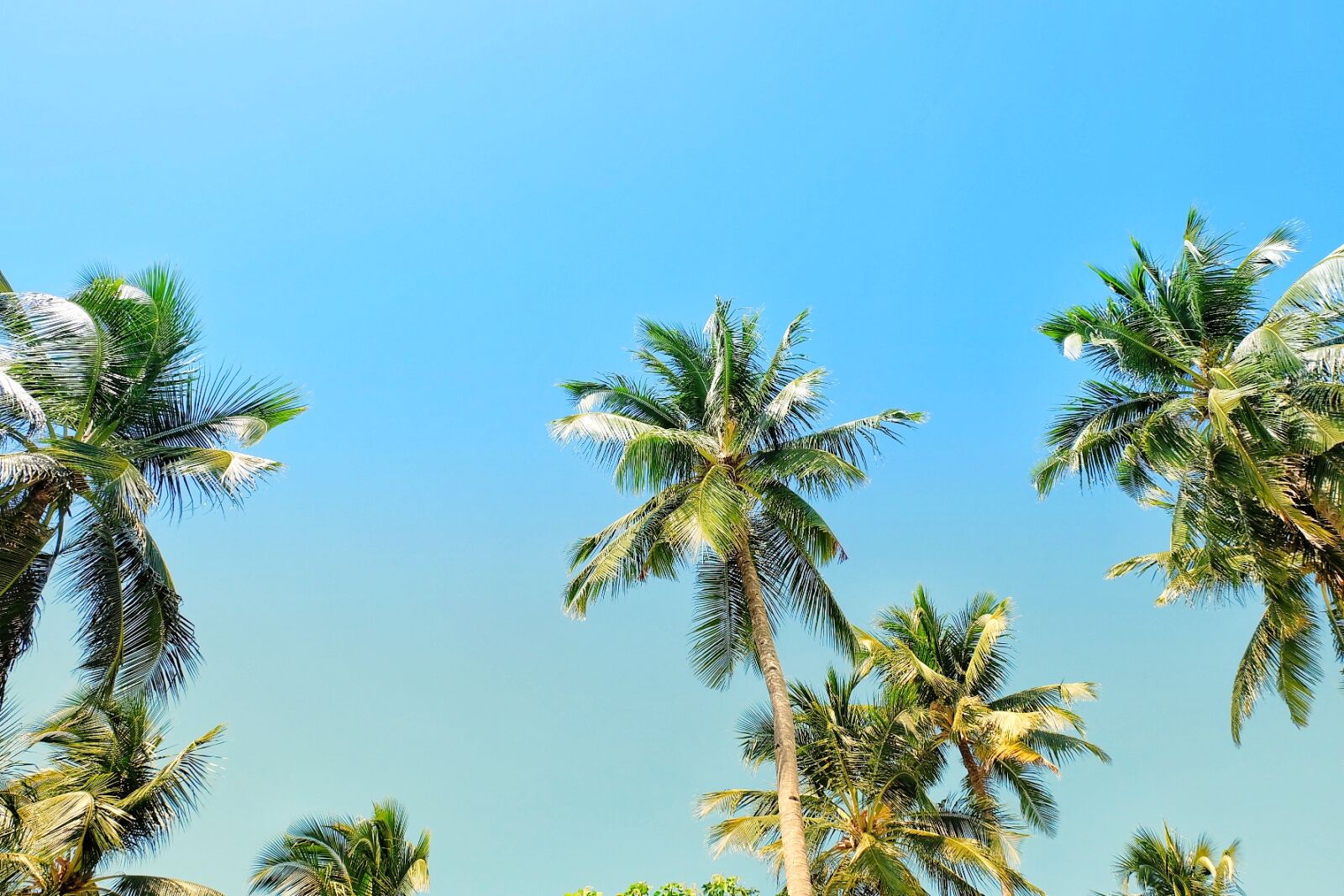 Fujifilm X-A2 sample photo. Beach, blue, coconut, trees photography