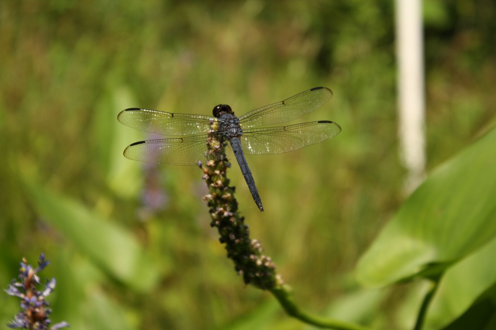 Canon EOS 1000D (EOS Digital Rebel XS / EOS Kiss F) sample photo. Dragonfly, nature, wetland photography