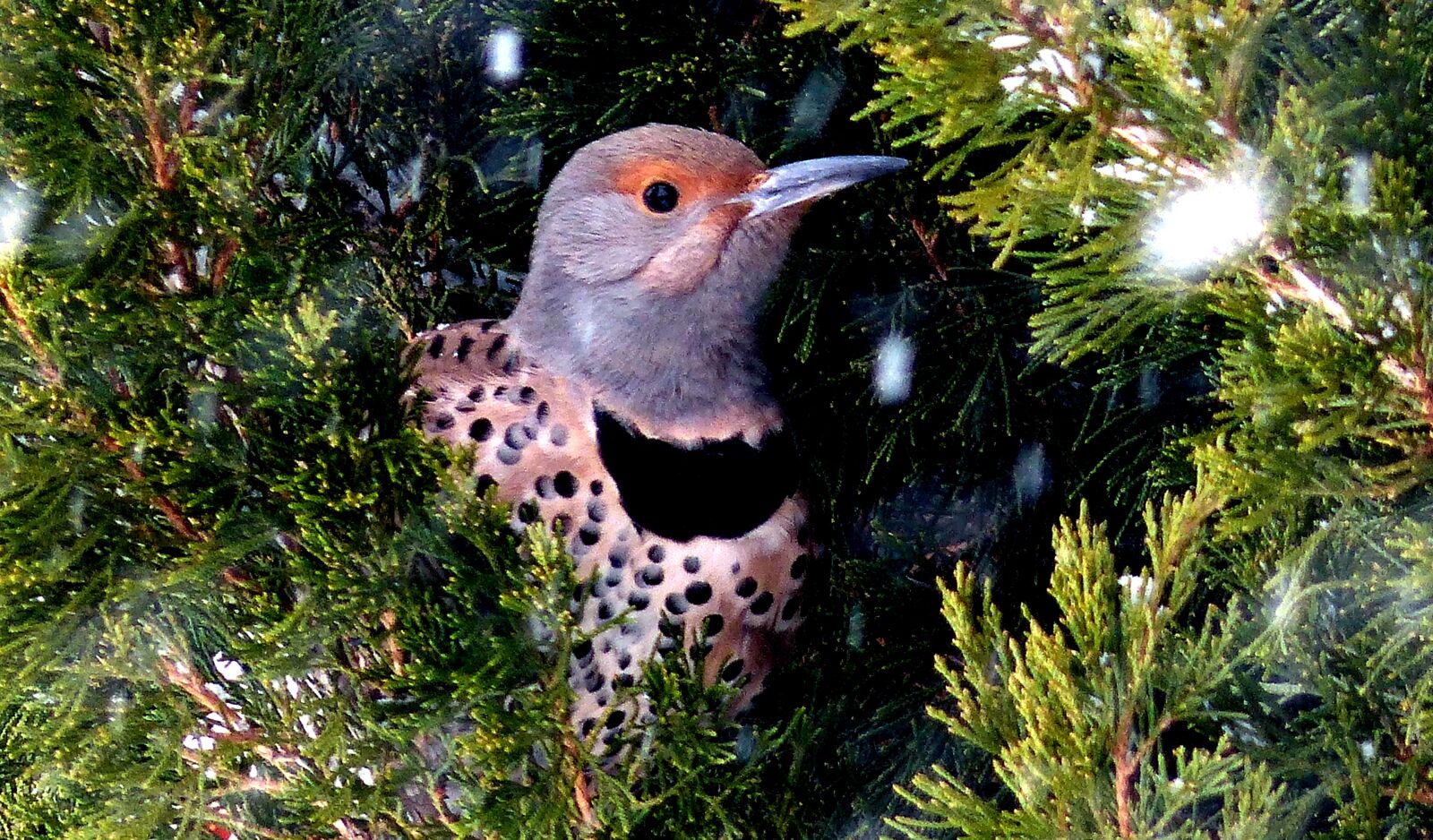 Panasonic Lumix DMC-FZ200 sample photo. Animal, bird, scarlet flicker photography