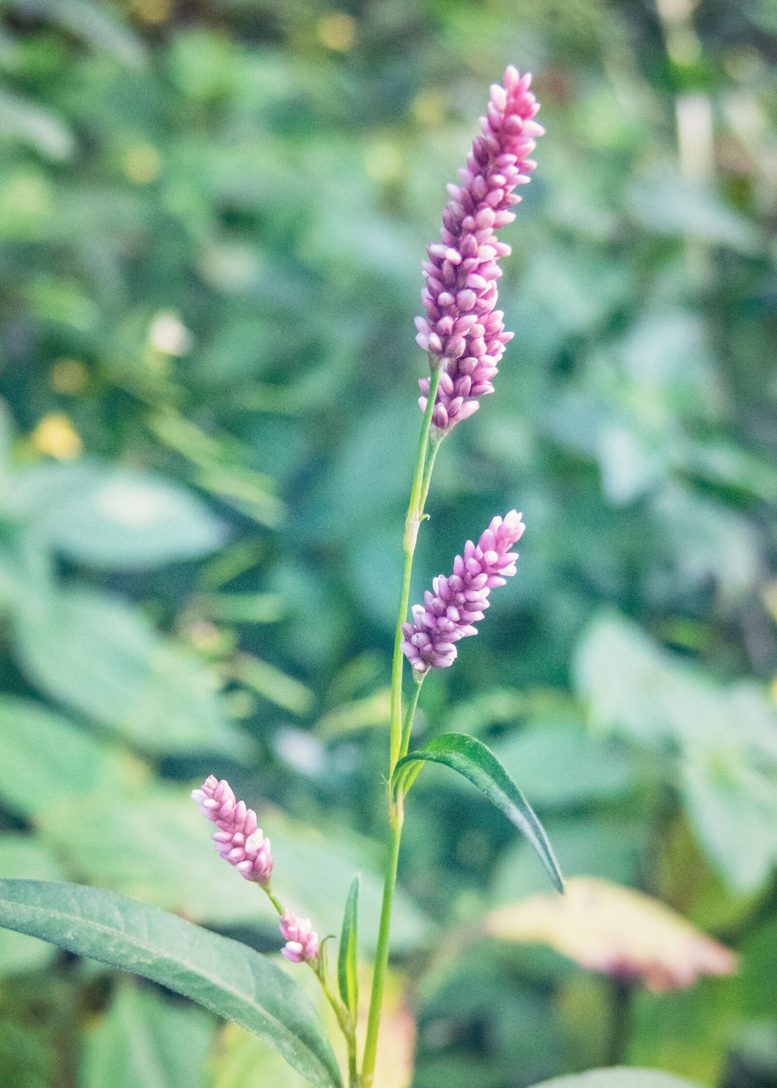Canon PowerShot G3 X sample photo. Flowers, inflorescence, purple flowers photography
