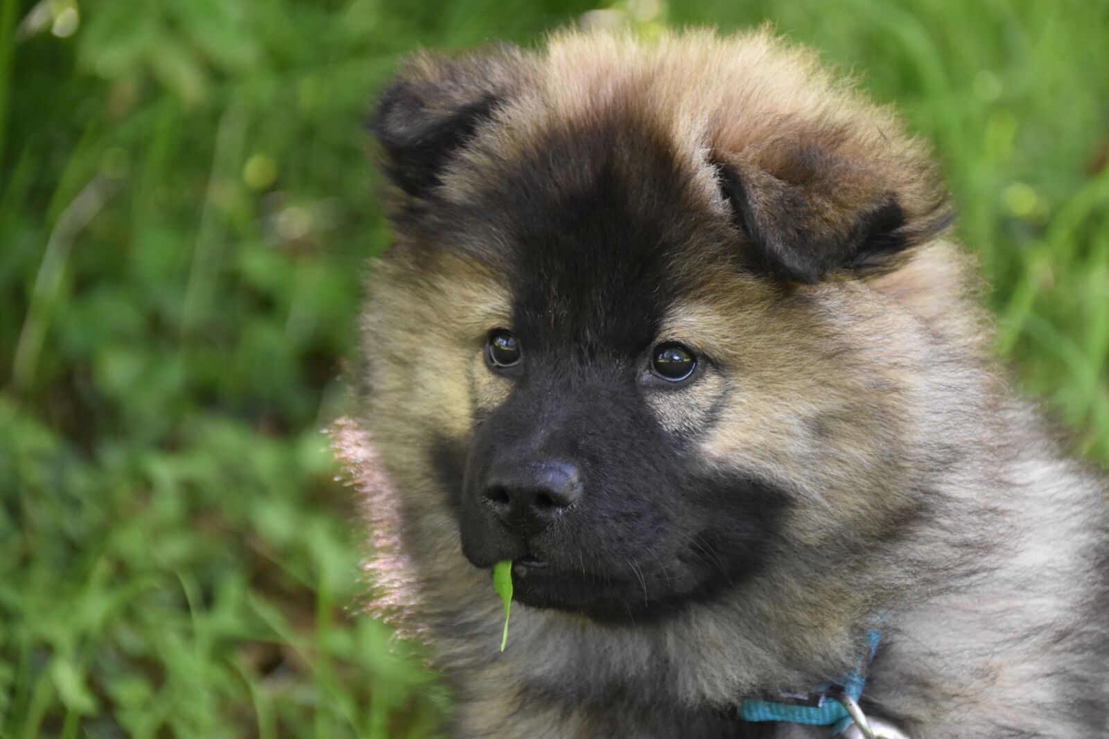 Nikon D5600 sample photo. Dog, puppy, pup photography