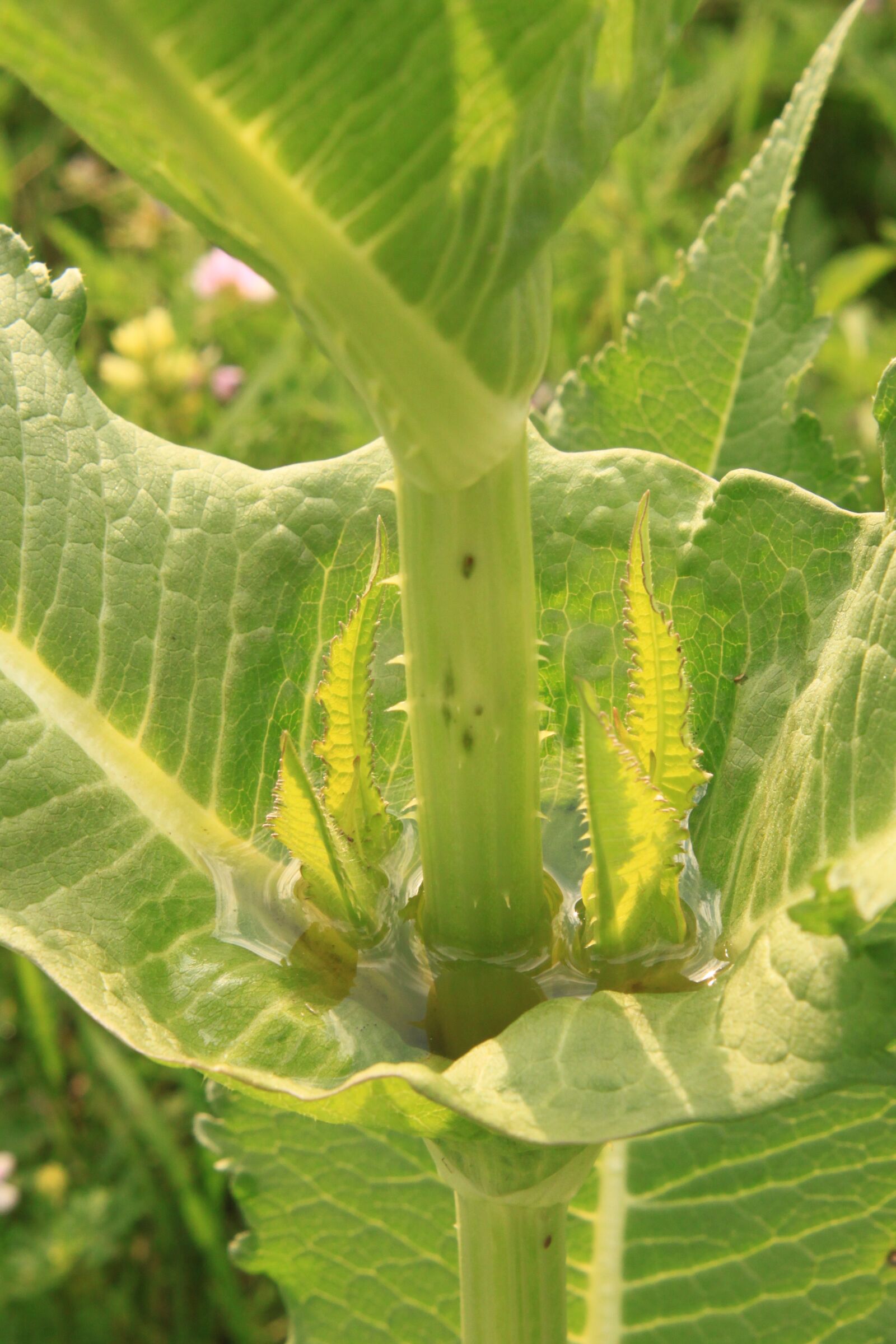 Canon EOS 500D (EOS Rebel T1i / EOS Kiss X3) sample photo. Carnivorous, cup, dipsacus photography