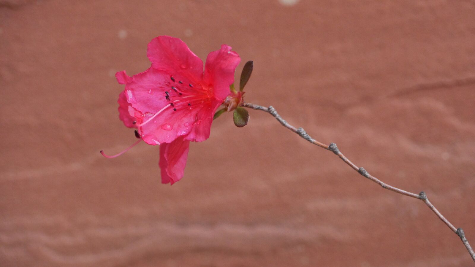 Panasonic Lumix DMC-GH3 sample photo. Flowers, nature, plants photography