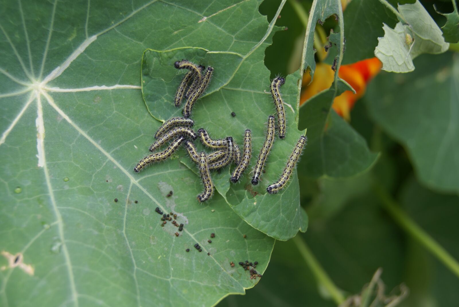 Sony Alpha DSLR-A100 sample photo. Insects, liszki, pests photography
