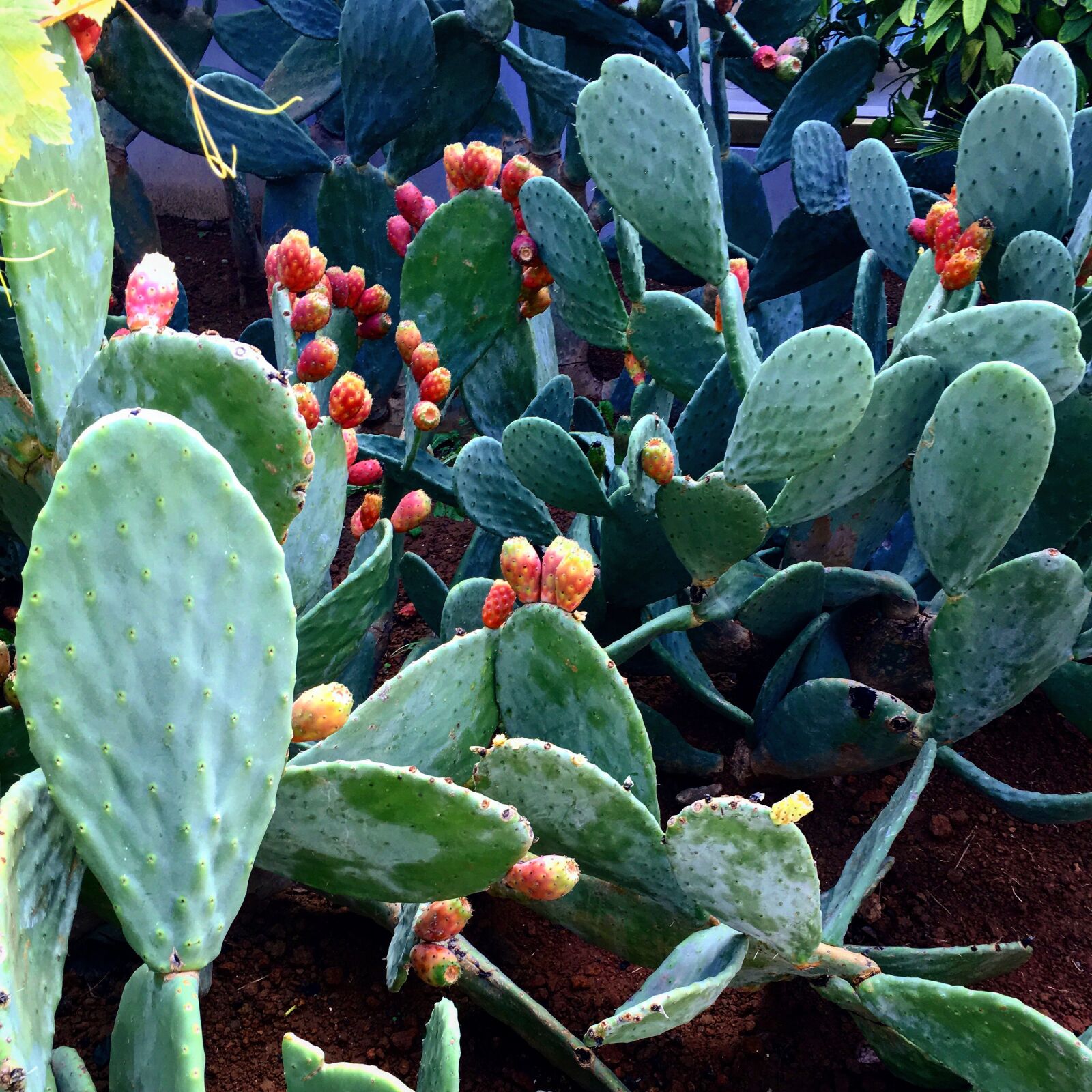 Apple iPhone 6s sample photo. Prickly pear, flowers, flower photography